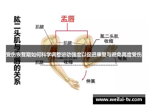 受伤恢复期如何科学调整运动强度以促进康复与避免再度受伤